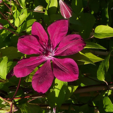Clématite 'Cardinal Wyszynski' - Clematis | Achat direct au producteur