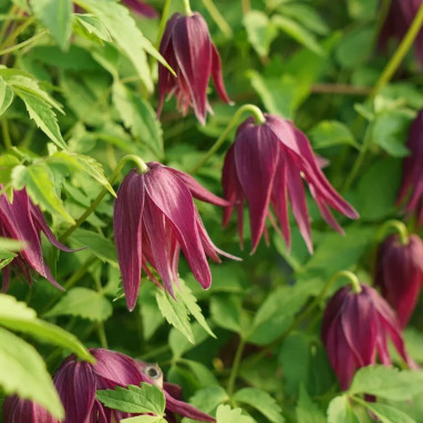 Clématite 'Brunette' - Clematis | Achat direct au producteur