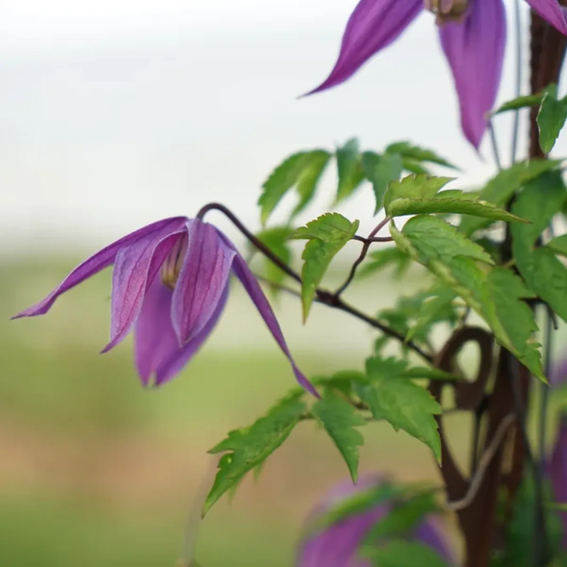 Clématite 'Brunette' - Clematis | Achat direct au producteur