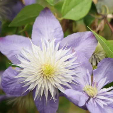 Clématite 'Blue Light' PBR - Clematis | Achat direct au producteur