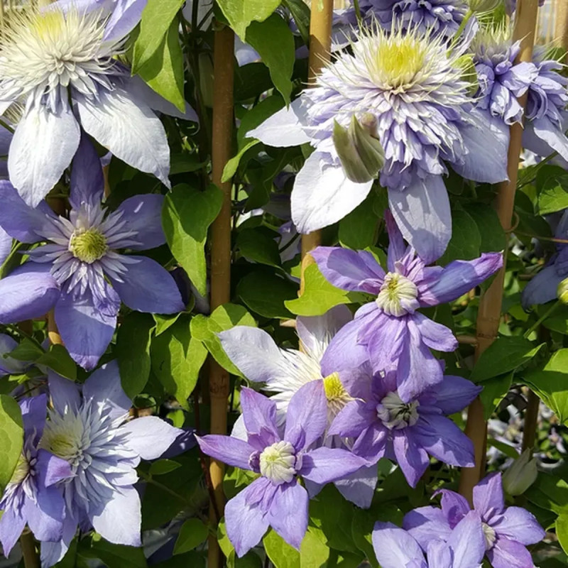 Clématite 'Blue Light' PBR - Clematis | Achat direct au producteur