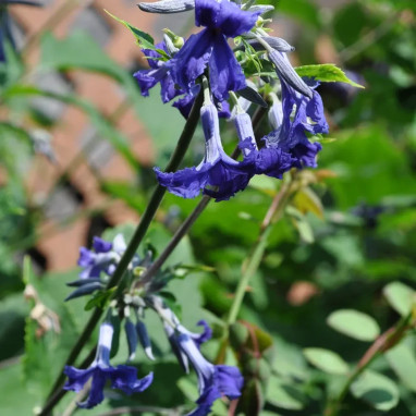 Clématite 'Cassandra' - Clematis | Achat direct au producteur
