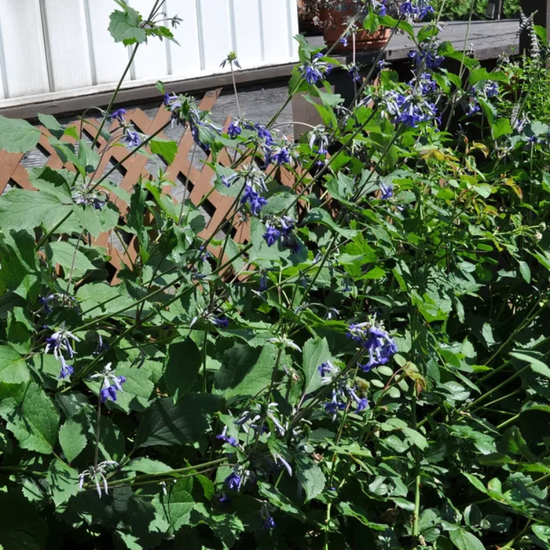 Clématite 'Cassandra' - Clematis | Achat direct au producteur