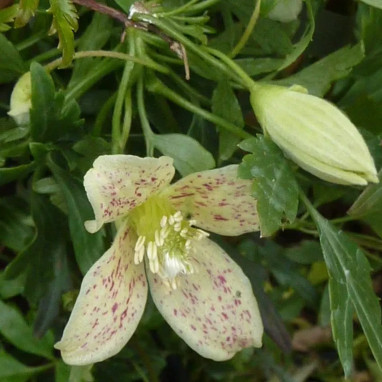 Clématite cirrhosa var. balearica - Clematis | Achat producteur