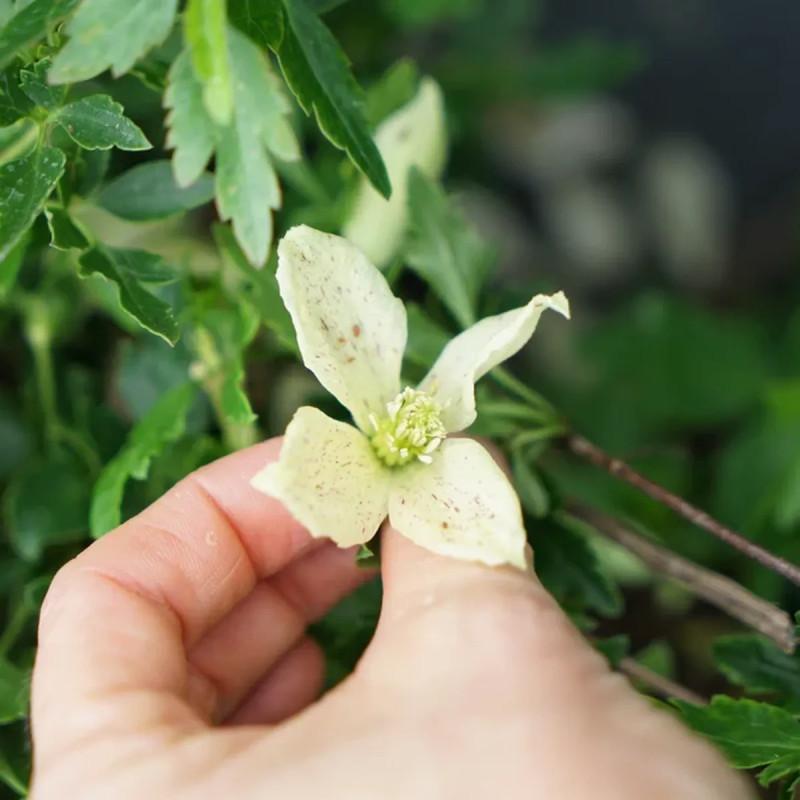 Clématite cirrhosa var. balearica - Clematis | Achat producteur