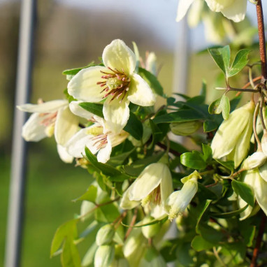 Clématite cirrhosa 'Christmas Surprise' - Clematis | Achat producteur