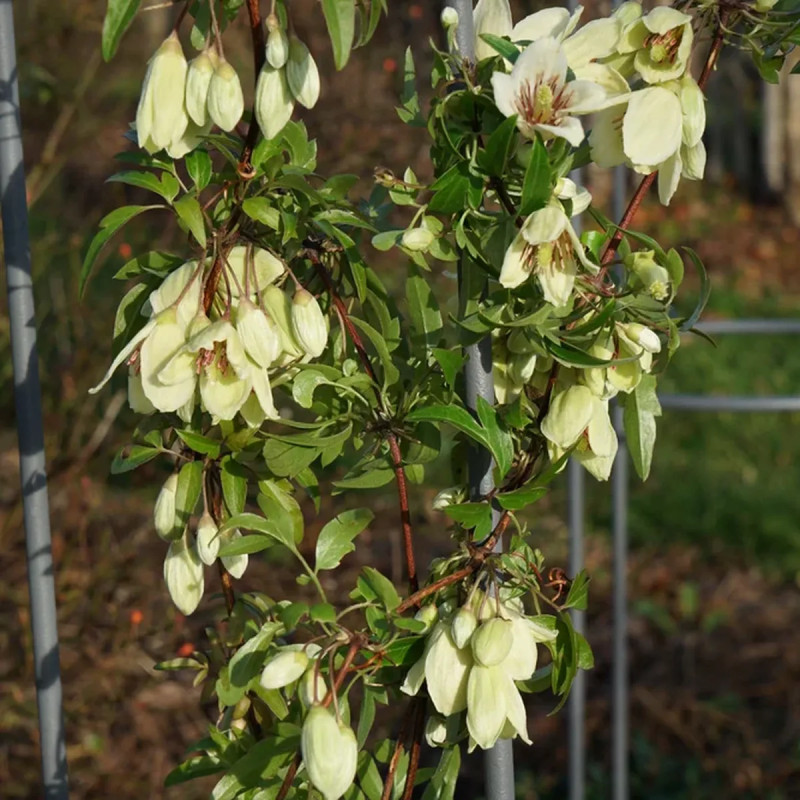 Clématite cirrhosa 'Christmas Surprise' - Clematis | Achat producteur