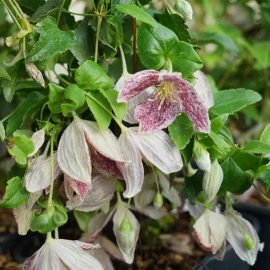 Clématite cirrhosa 'Freckles' - Clematis | Achat producteur