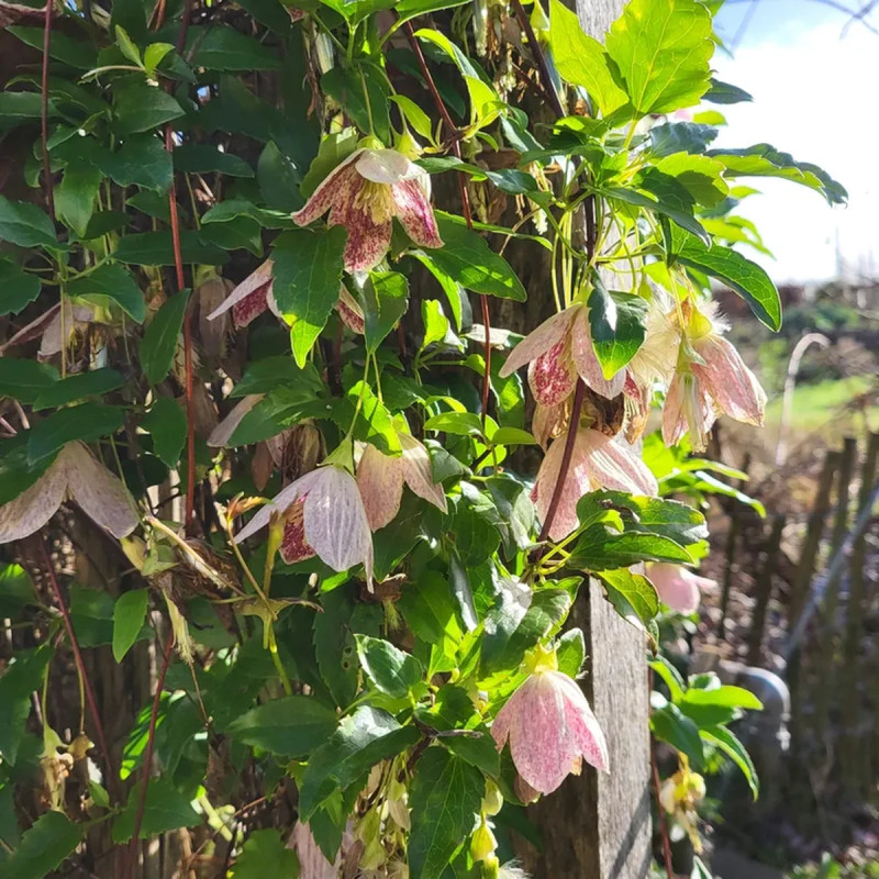 Clématite cirrhosa 'Freckles' - Clematis | Achat producteur