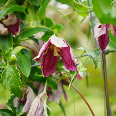 Clématite cirrhosa 'Landsdowne Gem' - Clematis | Achat producteur