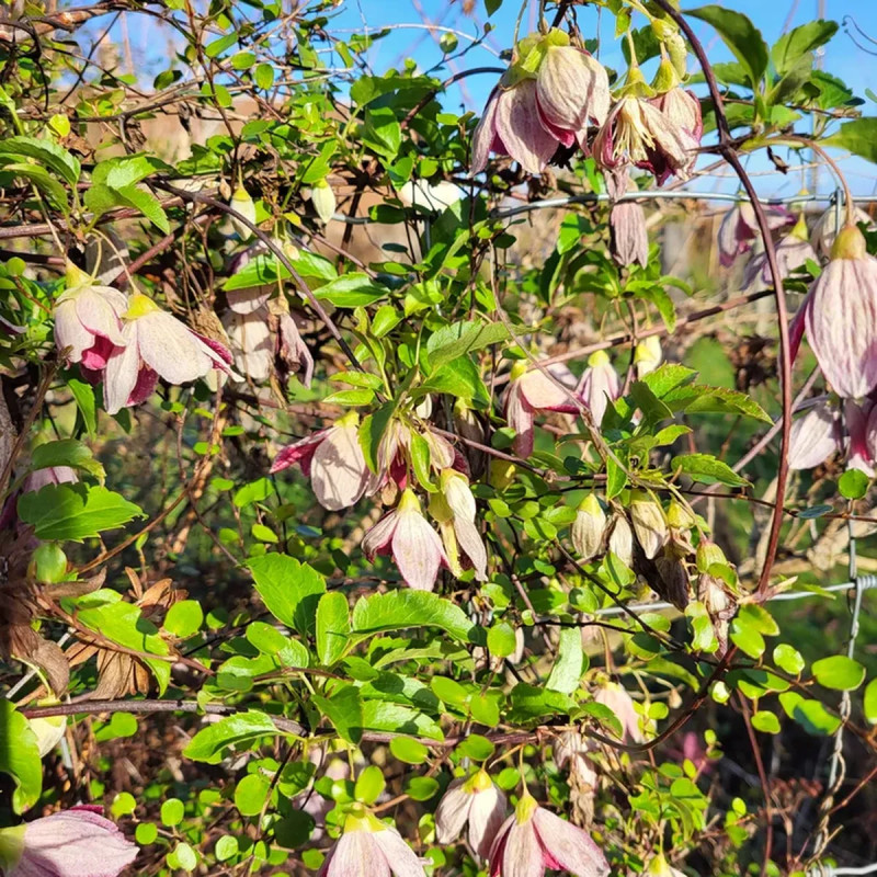 Clématite cirrhosa 'Landsdowne Gem' - Clematis | Achat producteur