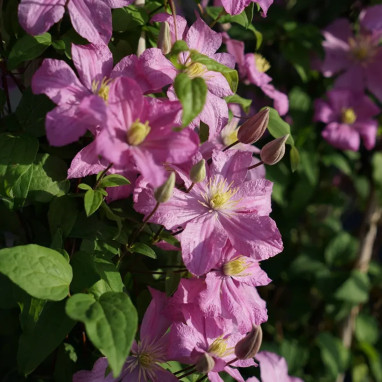 Clématite 'Comtesse de Bouchaud' - Clematis | Achat producteur