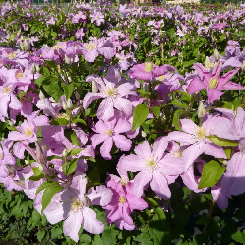 Clématite 'Comtesse de Bouchaud' - Clematis | Achat producteur