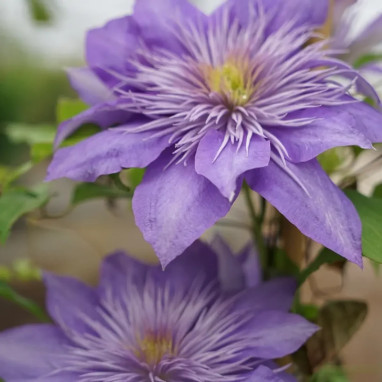 Clématite 'Crystal Fountain' ® - Clematis | Achat direct au producteur