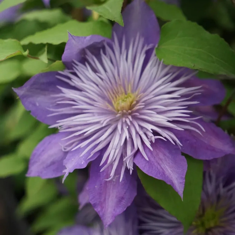 Clématite 'Crystal Fountain' ® - Clematis | Achat direct au producteur