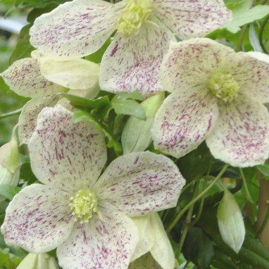Clématite 'Winter Parasol' - Clematis | Achat direct au producteur