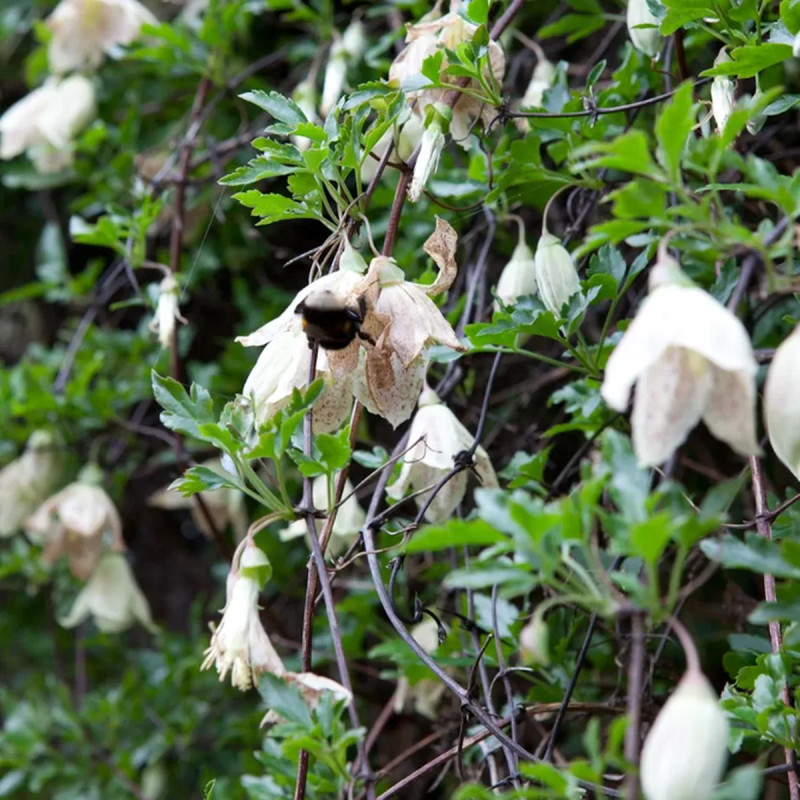 Clématite 'Winter Parasol' - Clematis | Achat direct au producteur