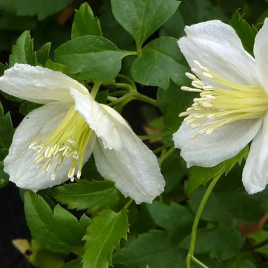 Clématite cirrhosa 'Wisley Cream' - Clematis | Achat producteur