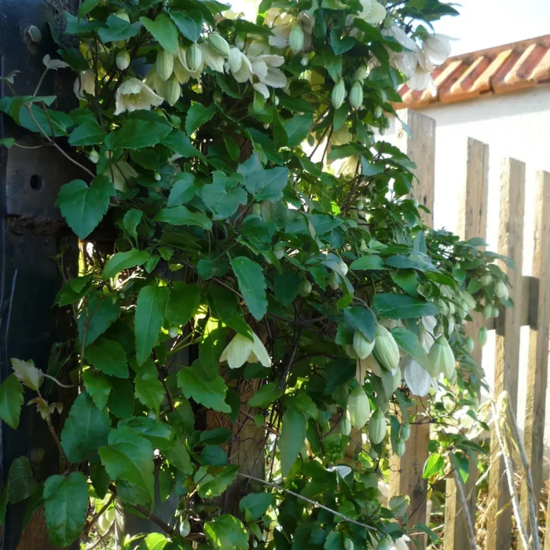 Clématite cirrhosa 'Wisley Cream' - Clematis | Achat producteur