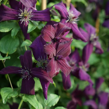 Clématite 'Dark Eyes' - Clematis | Achat direct au producteur