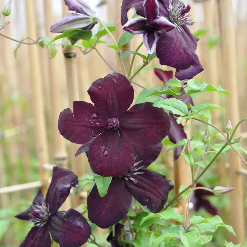 Clématite 'Dark Eyes' - Clematis | Achat direct au producteur