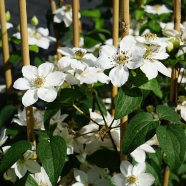 Clématite 'Destiny' - Clematis | Achat direct au producteur