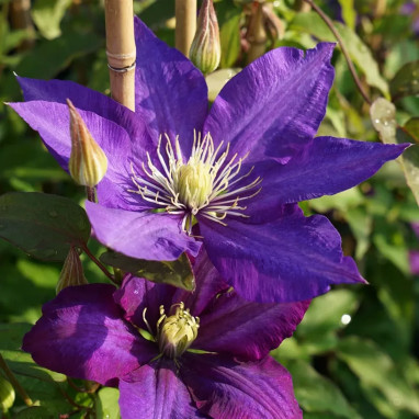 Clématite 'Daniel Deronda' - Clematis | Achat direct au producteur