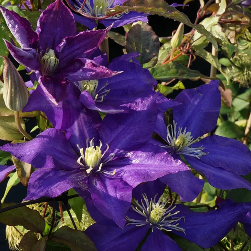 Clématite 'Daniel Deronda' - Clematis | Achat direct au producteur