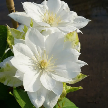 Clématite 'Duchess of Edinburgh' - Clematis | Achat direct producteur