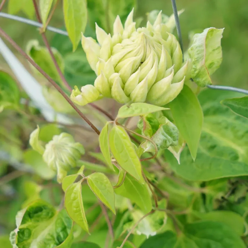 Clématite 'Duchess of Edinburgh' - Clematis | Achat direct producteur