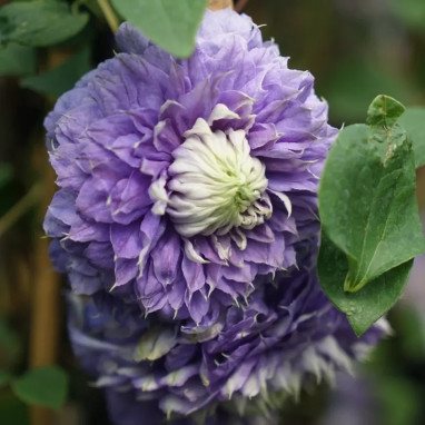 Clématite 'Diamantina' Regal® - Clematis | Achat direct au producteur