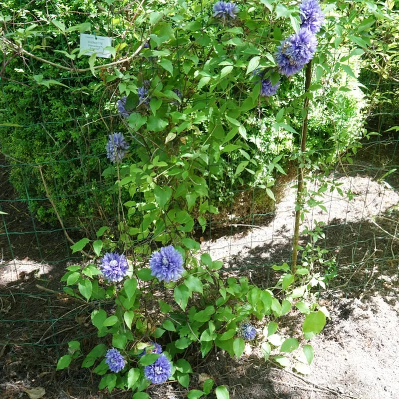 Clématite 'Diamantina' Regal® - Clematis | Achat direct au producteur