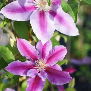Clématite 'Dr Ruppel' - Clematis | Achat direct au producteur