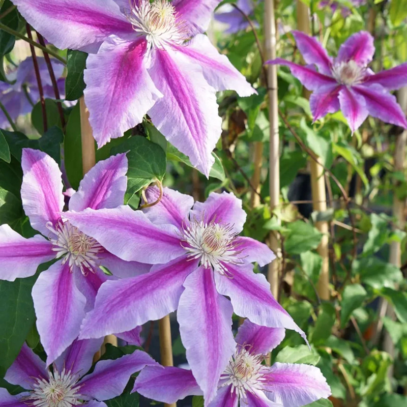 Clématite 'Dr Ruppel' - Clematis | Achat direct au producteur