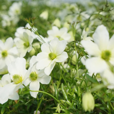 Clématite 'Early Sensation' - Clematis forsteri | Achat producteur