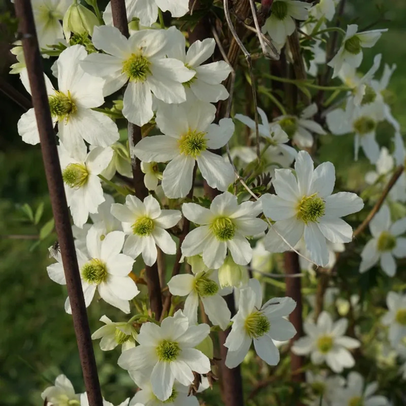Clématite 'Early Sensation' - Clematis forsteri | Achat producteur