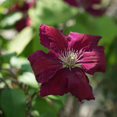 Clématite 'Ernest Markham' - Clematis | Achat direct au producteur