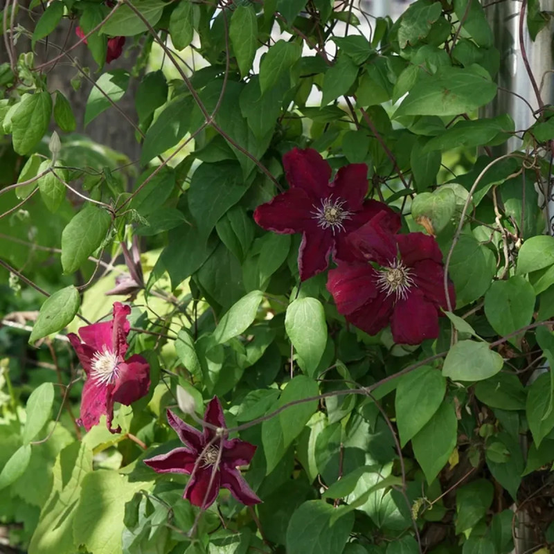 Clématite 'Ernest Markham' - Clematis | Achat direct au producteur