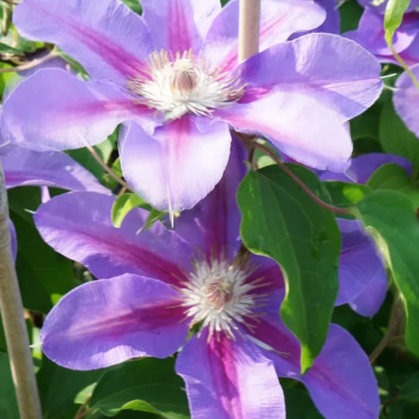 Clématite 'Etoile de Malicorne' - Clematis | Achat producteur