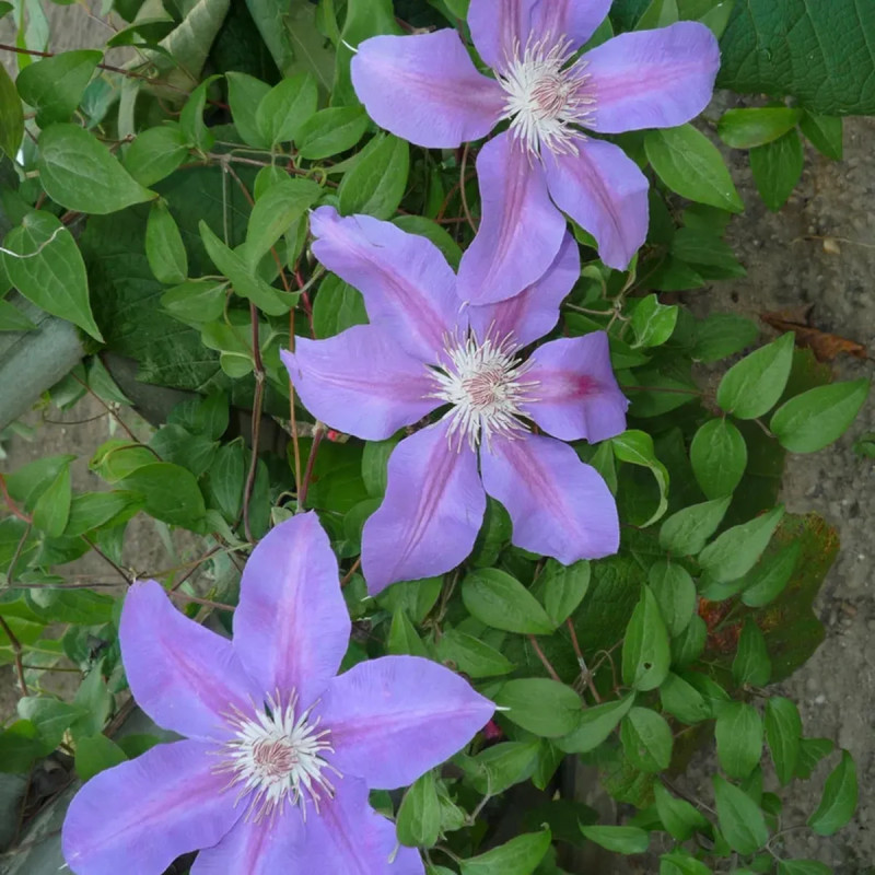 Clématite 'Etoile de Malicorne' - Clematis | Achat producteur