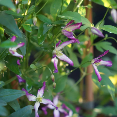 Clématite flammula 'Rubra marginata' - Clematis | Achat producteur