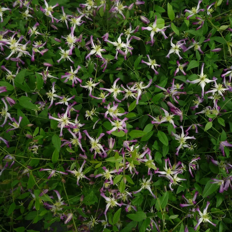Clématite flammula 'Rubra marginata' - Clematis | Achat producteur