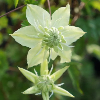 Clématite florida 'Alba Plena' - Clematis | Achat direct producteur