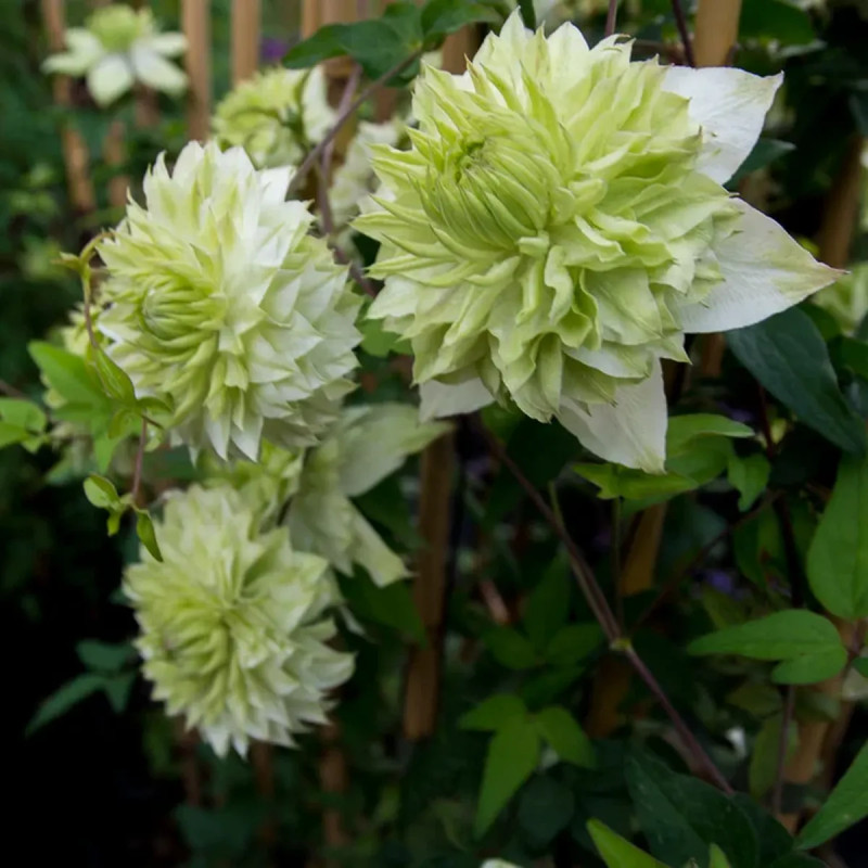 Clématite florida 'Alba Plena' - Clematis | Achat direct producteur