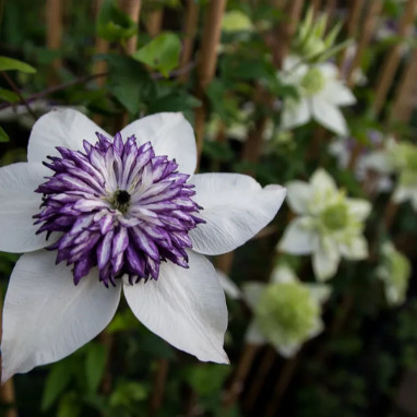 Clématite florida 'Bicolor' - Clematis | Achat direct au producteur