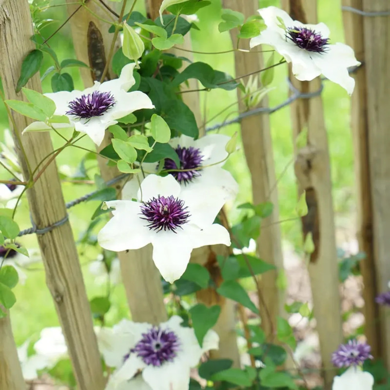 Clématite florida 'Bicolor' - Clematis | Achat direct au producteur