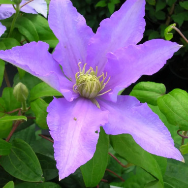 Clématite 'Fryderyk Chopin' - Clematis | Achat direct au producteur