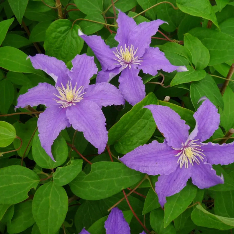 Clématite 'Fryderyk Chopin' - Clematis | Achat direct au producteur