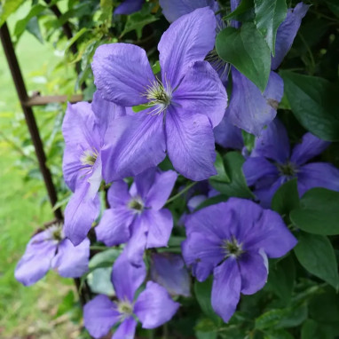 Clématite 'Général Sikorski' - Clematis | Achat direct au producteur