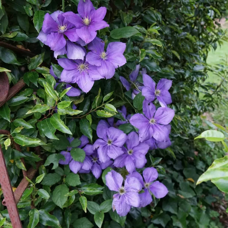 Clématite 'Général Sikorski' - Clematis | Achat direct au producteur